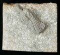 Nice Platycrinites Crinoid Crown - Crawfordsville #16091-1